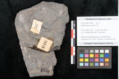 Foto (Objekt + Etikett) von Asterocarpus meriani Br. (NHMW-GEO-2024-0188-10497)